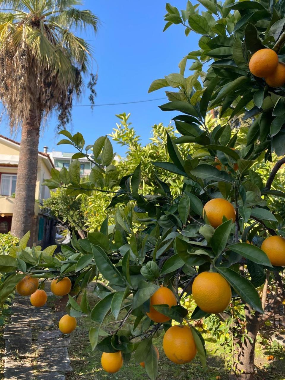 Peculiar Garden Apartment Mytilene